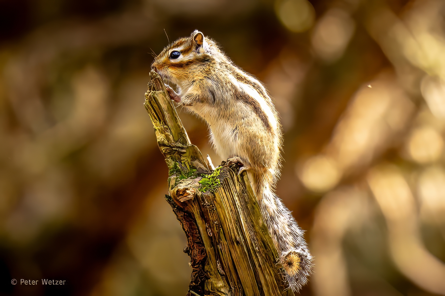 06.04.2024 Tilburg – Aardeekhoorntjes (Chipmunk’s)